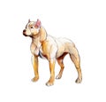 Watercolor Red pit bull isolated on white background, illustration. Royalty Free Stock Photo