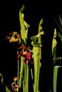 Red pitcher plant isolated on black background also called sarracenia rubra Royalty Free Stock Photo