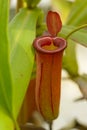 Red pitcher trap of Nepenthes Carnivorous plant Royalty Free Stock Photo