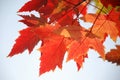 Red plane tree leaves Royalty Free Stock Photo