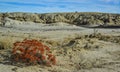 Red plant in the foreground. Weird sandstone formations created by erosion at Ah-Shi-Sle-Pah Wilderness Study Area, New Mexico, Royalty Free Stock Photo