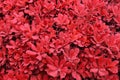 red plant grass texture closeup photo