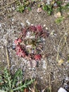 Red plant surviving the first frost of the season