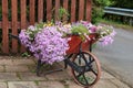A red planted wheelbarrow with pink flowers Royalty Free Stock Photo