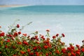 Red plants flowering at Dead Sea. Royalty Free Stock Photo