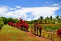 Red plants on a pineapple plantation