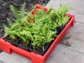 Red plastic box containing small black plastic pots with green plants on the ground prepared to be transplanted in a garden