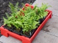 Red plastic box containing small black plastic pots with green plants on the ground prepared to be transplanted in a garden