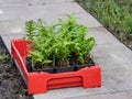 Red plastic box containing small black plastic pots with green plants on the ground prepared to be transplanted in a garden