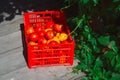 plastic box full of fresh ripe organic tomato on wooden gazebo floor