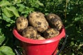 A red plastic bucket stands filled with white potatoes among green potato haulm. Close-up Royalty Free Stock Photo