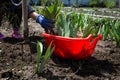 a red plastic container with seedlings of irises in the garden among already planted flowers. A woman& x27;s hand drills