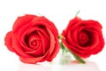 Red plastic fake roses on white Royalty Free Stock Photo