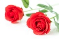 Red plastic fake roses on white Royalty Free Stock Photo