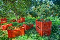 Red plastic fruit boxes full of oranges by orange trees during harvest season in Sicily Royalty Free Stock Photo