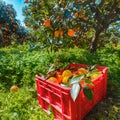 Red plastic fruit boxes full of oranges by orange trees during harvest season in Sicily Royalty Free Stock Photo