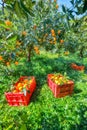 Red plastic fruit boxes full of oranges by orange trees during harvest season in Sicily Royalty Free Stock Photo