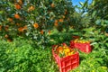 Red plastic fruit boxes full of oranges by orange trees during harvest season in Sicily Royalty Free Stock Photo