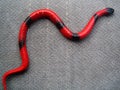 Red plastic macro snake background fine art