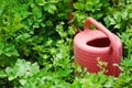 Red plastic watering can in garden. nature