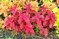 Red Plectranthus scutellarioides Royalty Free Stock Photo