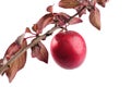 Red plum Royalty Free Stock Photo