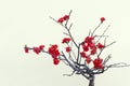 Red plum blossom