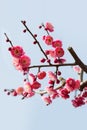 Red plum blossom branches Royalty Free Stock Photo