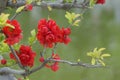 Red plum blossom Royalty Free Stock Photo