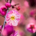 Red plum blossom closeup Royalty Free Stock Photo