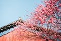 Bongeunsa temple, Korean traditional architecture with red plum blossom in Seoul, Korea Royalty Free Stock Photo