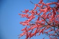 Red Plum blossom Royalty Free Stock Photo