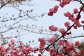 Red plum blossom Royalty Free Stock Photo