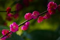 Red plum blossom tree is blooming Royalty Free Stock Photo