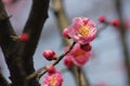 Red plum blossoming in sunny day