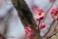 Red plum blossoming in the sunny day on a winter day