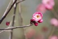 Red plum blossoming in the sunny day on a winter day