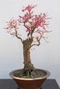Red plum bonsai tree againt white wall Royalty Free Stock Photo