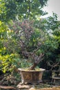 Red plum bonsai tree in a park Royalty Free Stock Photo