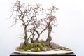 Red plum bonsai tree againt white wall Royalty Free Stock Photo