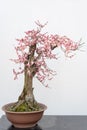 Red plum bonsai tree againt white wall Royalty Free Stock Photo