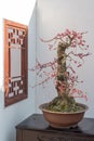 Red plum bonsai tree againt white wall Royalty Free Stock Photo