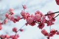 Red plum blossom Royalty Free Stock Photo