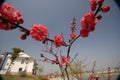 Red plum blossom