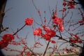 Red plum blossom