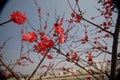 Red plum blossom