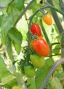 Red plum tomatoes on the vine