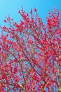 Red plum tree against clear blue sky Royalty Free Stock Photo