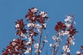 red plum tree in bloom against a blue sky on a sunny day Prunus Pissard Royalty Free Stock Photo