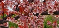 Red plum tree blossoms with rain drops Royalty Free Stock Photo